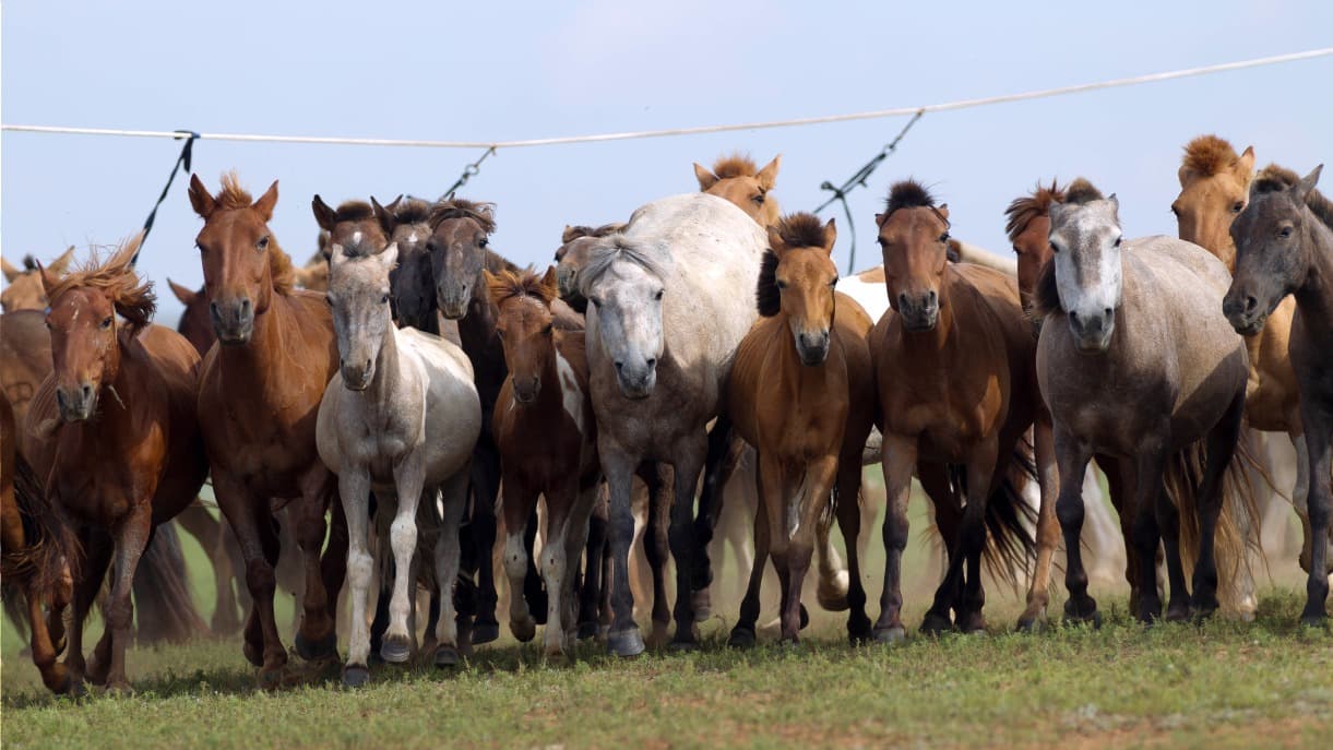 Senderismo a caballo en Mongolia