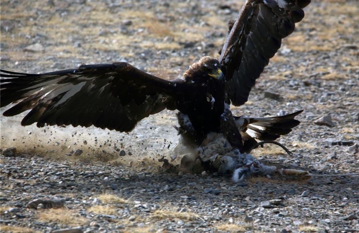 Caza en compañía de un cazador de águilas
